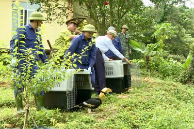 Thả động vật hoang dã về với môi trường tự nhiên  Vườn quốc gia Phong Nha – Kẻ Bàng