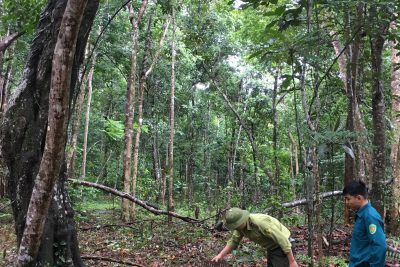 Thả động vật hoang dã về môi trường tự nhiên