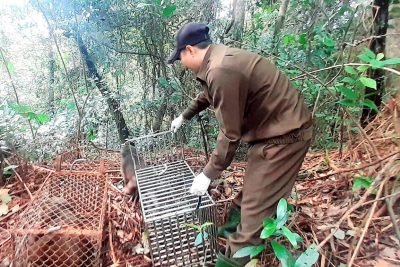 Vườn quốc gia Phong Nha – Kẻ Bàng thả 19 cá thể động vật hoang dã về môi trường tự nhiên