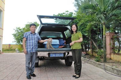 Trung tâm Cứu hộ, bảo tồn và Phát triển sinh vật tiếp nhận 01 cá thể Khỉ đuôi lợn nguy cấp, quý, hiếm để cứu hộ