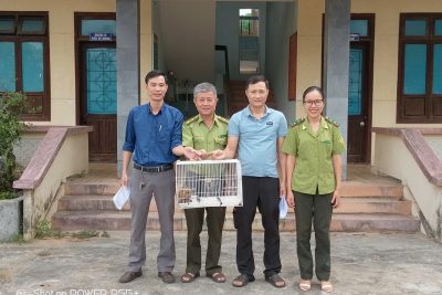 Tiếp nhận cá thể Culi nhỏ do người dân tự ngyện giao nộp