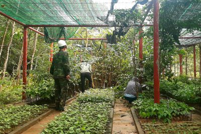 Huấn luyện, lưu giữ cây giống bản địa có giá trị bảo tồn loài tại Vườn quốc gia Phong Nha – Kẻ Bàng